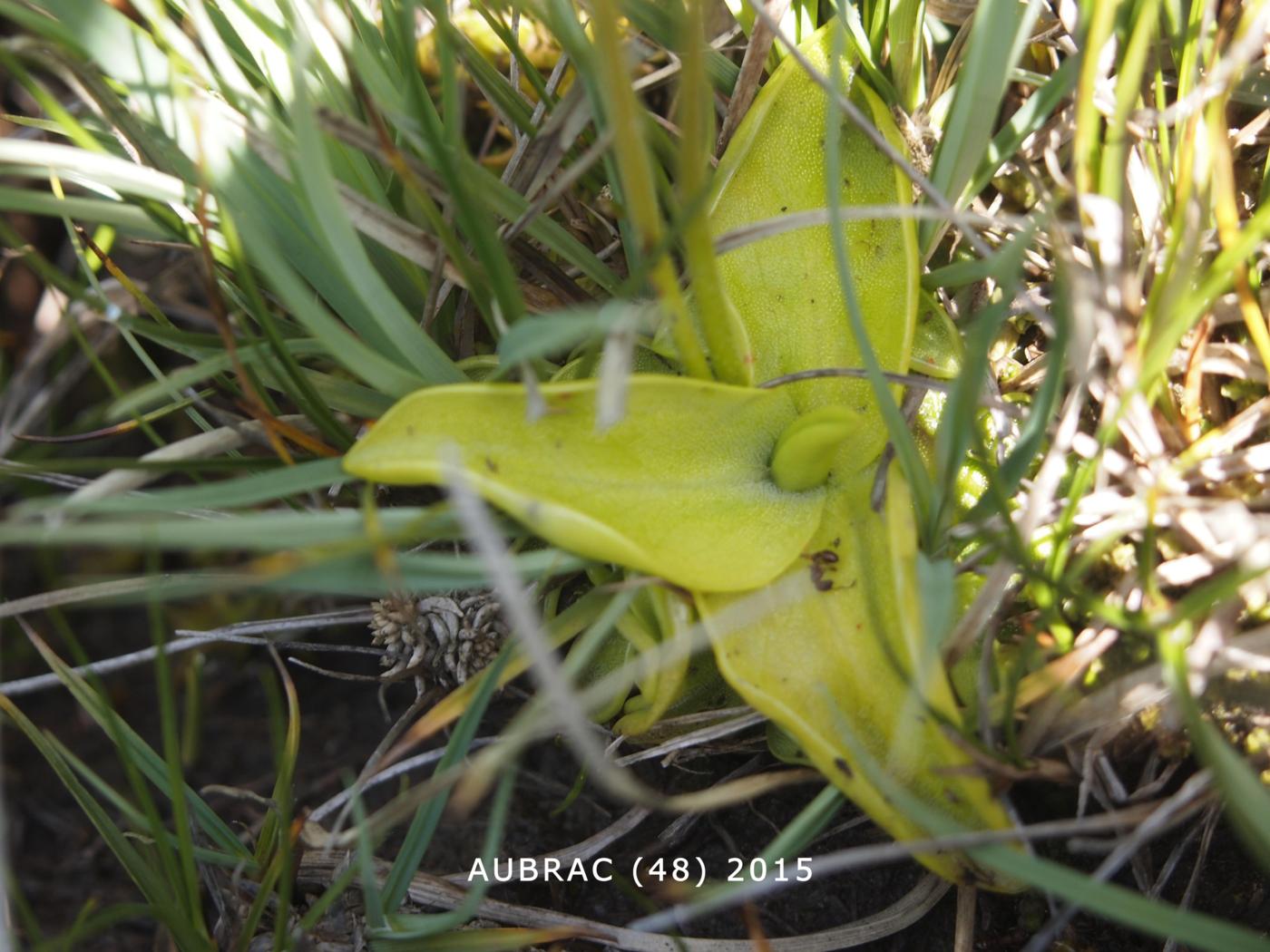 Butterwort, Large-flowered leaf